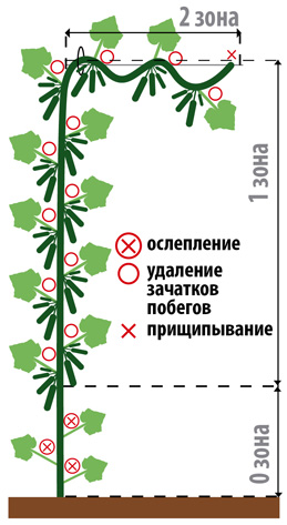 Огурец Пучковая семейка® F1